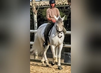 PRE, Étalon, 7 Ans, 168 cm, Gris