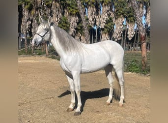 PRE Croisé, Étalon, 7 Ans, 168 cm, Gris