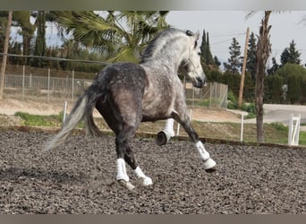 PRE Croisé, Étalon, 7 Ans, 168 cm, Gris