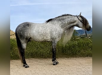 PRE Croisé, Étalon, 7 Ans, 168 cm, Gris pommelé