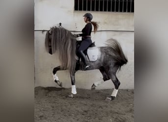 PRE Croisé, Étalon, 7 Ans, 168 cm, Gris pommelé