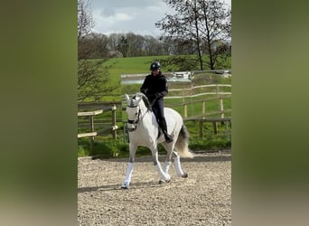 PRE Croisé, Étalon, 7 Ans, 169 cm, Gris