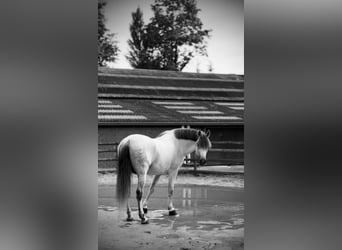 PRE Croisé, Étalon, 7 Ans, 169 cm, Gris