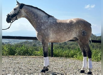 PRE Croisé, Étalon, 7 Ans, 169 cm, Gris