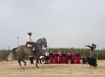 PRE Croisé, Étalon, 7 Ans, 169 cm, Gris