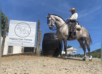 PRE Croisé, Étalon, 7 Ans, 169 cm, Gris