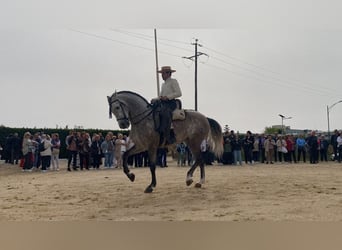 PRE Croisé, Étalon, 7 Ans, 169 cm, Gris