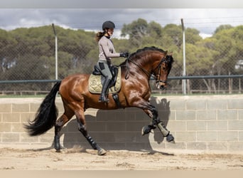 PRE, Étalon, 7 Ans, 170 cm, Bai brun