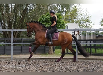 PRE, Étalon, 7 Ans, 170 cm, Bai brun