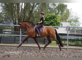 PRE, Étalon, 7 Ans, 170 cm, Bai brun