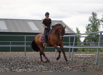 PRE, Étalon, 7 Ans, 170 cm, Bai brun