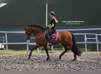 PRE, Étalon, 7 Ans, 170 cm, Bai brun