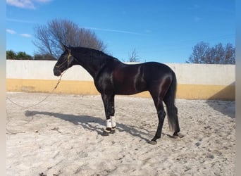 PRE, Étalon, 7 Ans, 170 cm, Noir