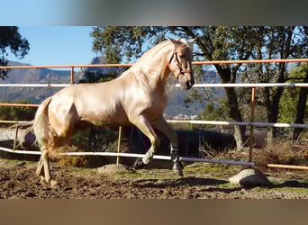 PRE Croisé, Étalon, 7 Ans, 171 cm, Palomino