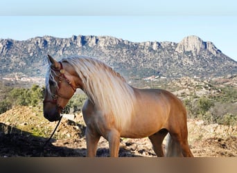 PRE Croisé, Étalon, 7 Ans, 171 cm, Palomino