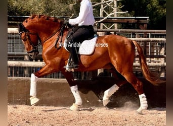 PRE Croisé, Étalon, 7 Ans, 173 cm, Alezan