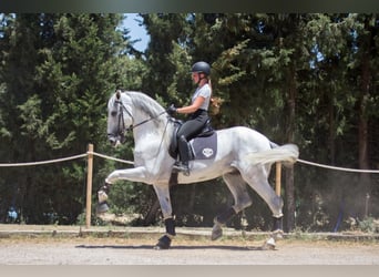 PRE, Étalon, 7 Ans, 173 cm, Gris