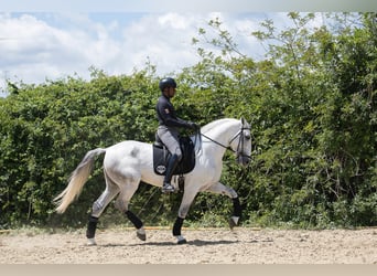 PRE, Étalon, 7 Ans, 173 cm, Gris