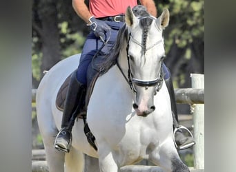 PRE, Étalon, 7 Ans, 173 cm, Gris