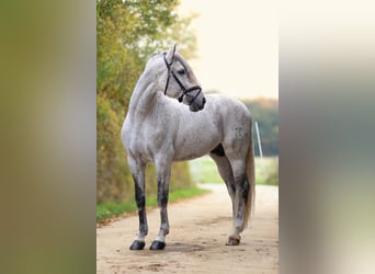 PRE, Étalon, 7 Ans, 173 cm, Gris moucheté