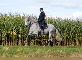 PRE, Étalon, 7 Ans, 173 cm, Gris moucheté