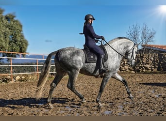 PRE, Étalon, 7 Ans, 173 cm, Gris pommelé