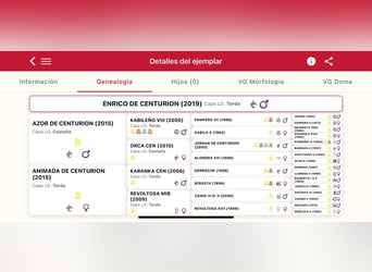 PRE, Étalon, 7 Ans, 173 cm, Gris pommelé