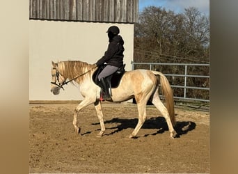 PRE Croisé, Étalon, 8 Ans, 155 cm, Palomino