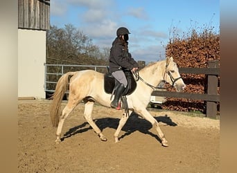 PRE Croisé, Étalon, 8 Ans, 155 cm, Palomino