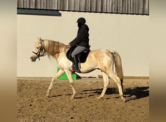 PRE Croisé, Étalon, 8 Ans, 155 cm, Palomino