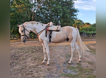 PRE Croisé, Étalon, 8 Ans, 155 cm, Palomino