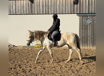 PRE Croisé, Étalon, 8 Ans, 155 cm, Palomino