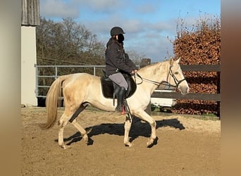 PRE Croisé, Étalon, 8 Ans, 155 cm, Palomino