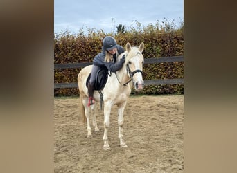 PRE Croisé, Étalon, 8 Ans, 155 cm, Palomino