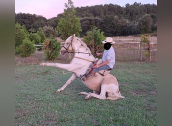 PRE Croisé, Étalon, 8 Ans, 155 cm, Palomino