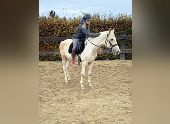 PRE Croisé, Étalon, 8 Ans, 155 cm, Palomino