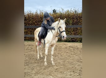 PRE Croisé, Étalon, 8 Ans, 155 cm, Pinto