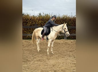 PRE Croisé, Étalon, 8 Ans, 155 cm, Pinto