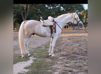 PRE Croisé, Étalon, 8 Ans, 155 cm, Pinto