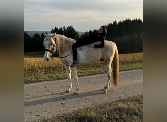 PRE Croisé, Étalon, 8 Ans, 157 cm, Pinto