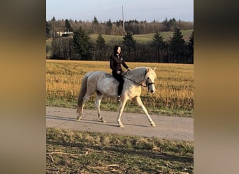 PRE Croisé, Étalon, 8 Ans, 157 cm, Pinto