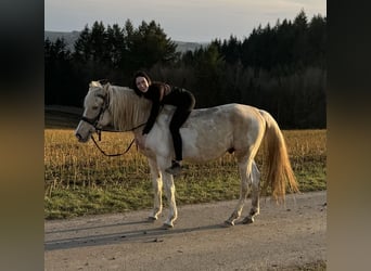 PRE Croisé, Étalon, 8 Ans, 157 cm, Pinto