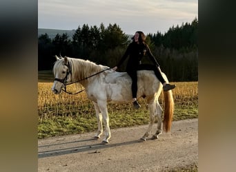 PRE Croisé, Étalon, 8 Ans, 157 cm, Pinto