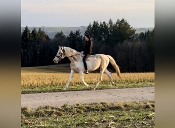 PRE Croisé, Étalon, 8 Ans, 157 cm, Pinto