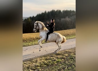 PRE Croisé, Étalon, 8 Ans, 157 cm, Pinto