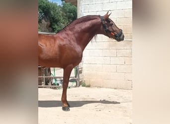 PRE Croisé, Étalon, 8 Ans, 158 cm, Alezan