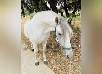 PRE Croisé, Étalon, 8 Ans, 159 cm, Gris moucheté