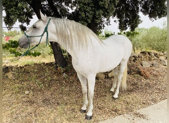 PRE Croisé, Étalon, 8 Ans, 159 cm, Gris moucheté