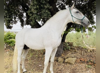 PRE Croisé, Étalon, 8 Ans, 159 cm, Gris moucheté