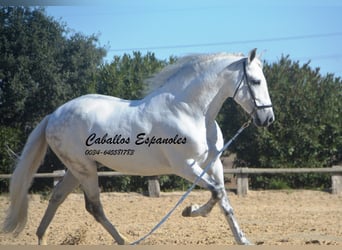 PRE Croisé, Étalon, 8 Ans, 161 cm, Gris